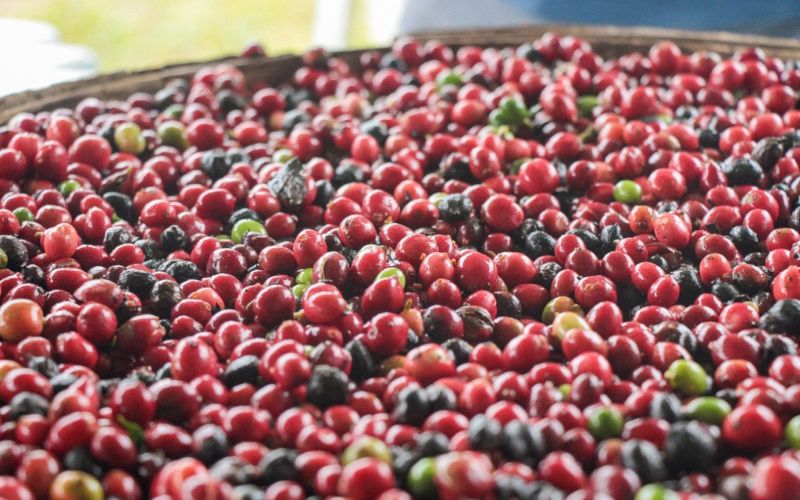 No ‘Dia Internacional do Café’, Idam destaca aumento da produção no estado
