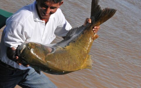 Pesca de tambaqui está proibida até março de 2024