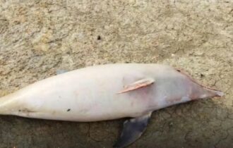 Carcaças de 23 botos são encontradas em lagos de Coari