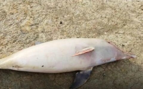 Carcaças de 23 botos são encontradas em lagos de Coari