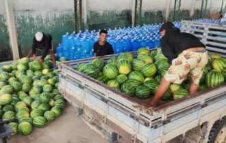 No 'Dia da Melancia', Estado comemora 12 milhões de frutos produzidos