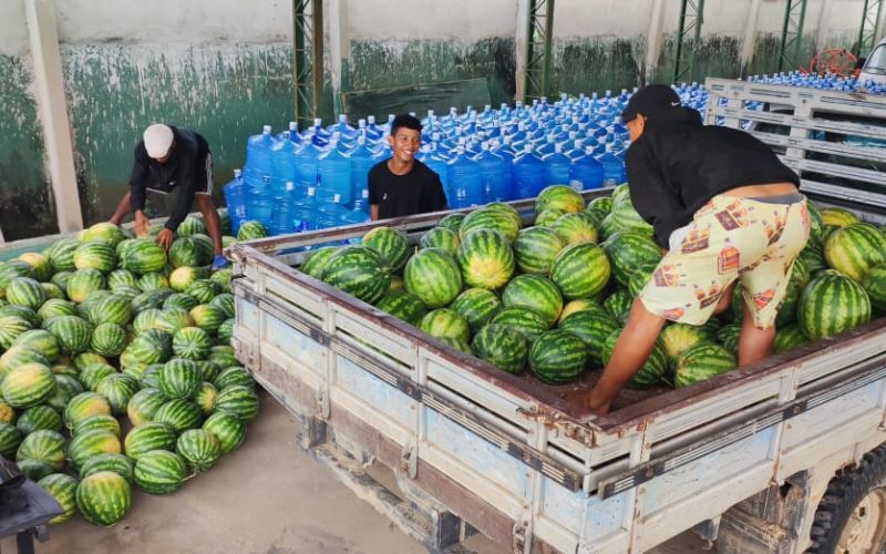 No ‘Dia da Melancia’, Estado comemora 12 milhões de frutos produzidos