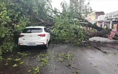 Temporal causa queda de árvore e risco de deslizamento de terra em Manaus