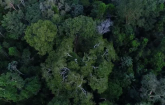 Obra mostra importância da Amazônia e de mais 4 florestas