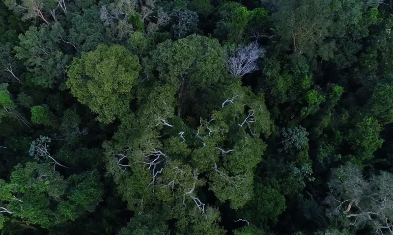Obra mostra importância da Amazônia e de mais 4 florestas