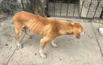Mulher é indiciada por arremessar cachorros por cima do muro em Manaus