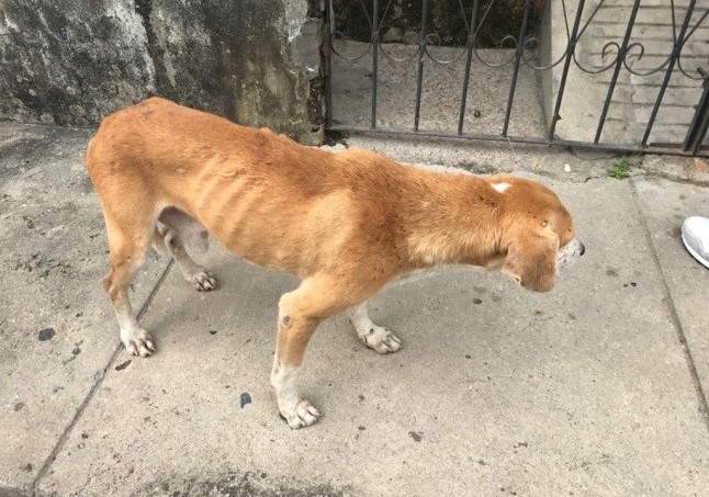 Mulher é indiciada por arremessar cachorros por cima do muro em Manaus