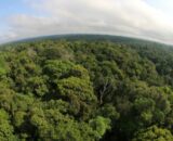 Preservação da Amazônia: demanda global, conta local