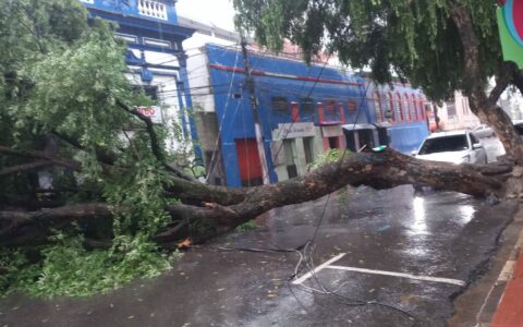 Imagem colorida mostra árvore caída no centro de Manaus