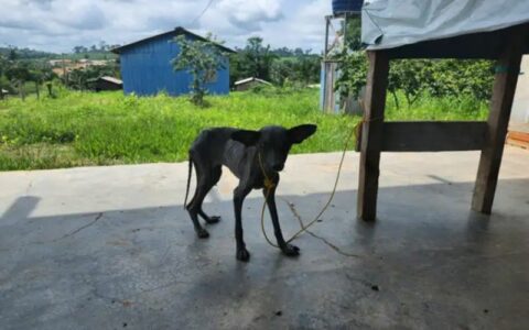 Invasores abandonam animais domésticos ao desocupar terra indígena