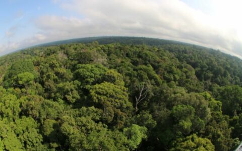 Preservação da Amazônia: demanda global, conta local