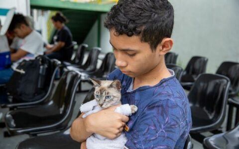 agendamento-castracao-gatos-foto-divulgacaosemsa