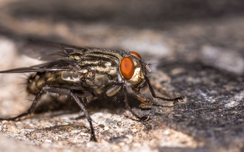 ‘Virose da mosca’ acende alerta e FVS dá dicas de prevenção
