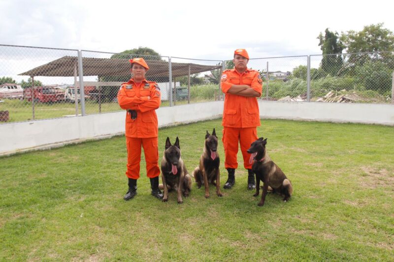 Bombeiros treinam cães para atuar em ocorrências de buscas
