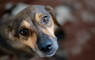 bem-estar-animal-divulgacaosema