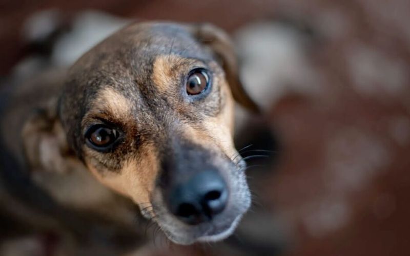 bem-estar-animal-divulgacaosema