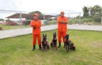 Cães