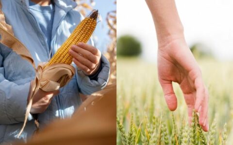 safra-agricola-foto-montagem-freepik