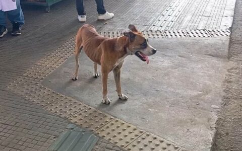 cachorro-abandonado-no-t3-e-re