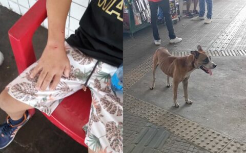 cachorro-ja-mordeu-tres-pessoa