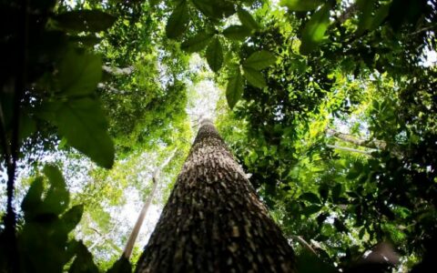 bioeconomia-e-vantagem-competi