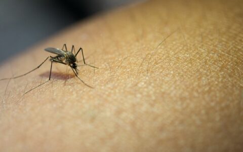 AM registrou mais de 13 mil casos de malária no primeiro trimestre