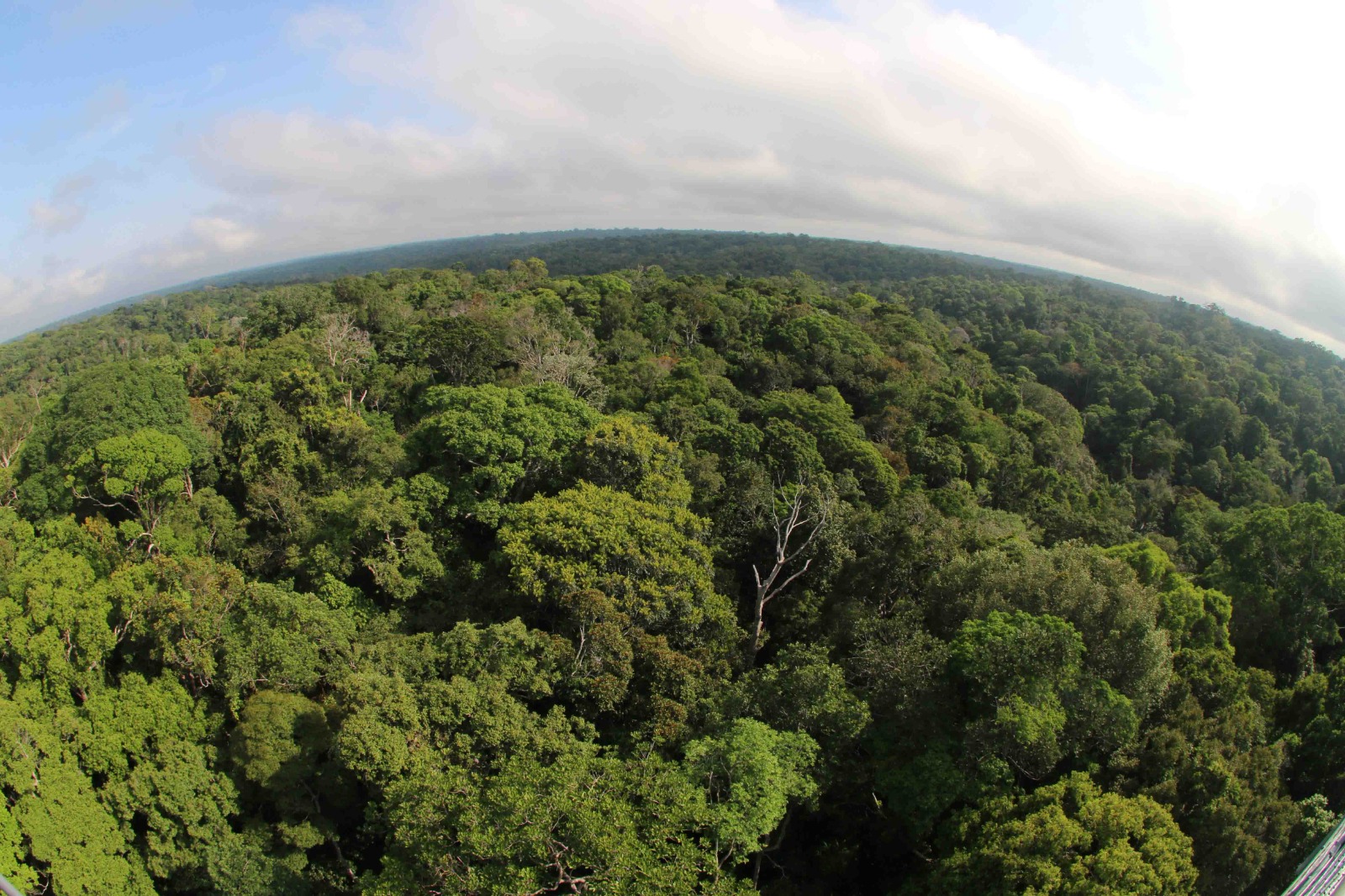 Dia da Terra: governo investe em pesquisas para a preservação da Amazônia