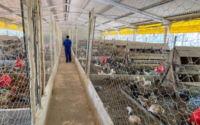 Ministério da Agricultura irá renovar decreto de emergência zoossanitária para gripe aviária