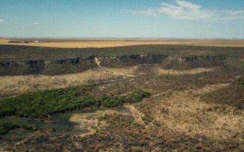 Cobertura florestal mundial perde 3,7 milhões de hectares em 2023