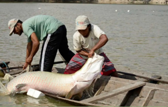 Pesquisadores de vários países debatem em Manaus sobre piscicultura na Amazônia