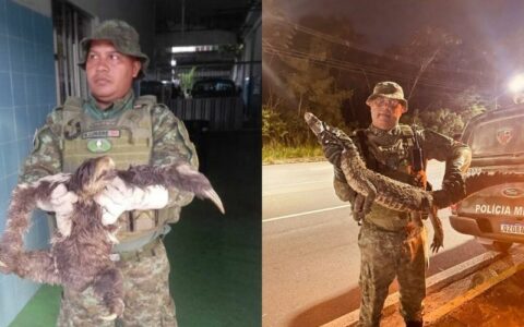 Preguiça e jacaretinga são resgatados em Manaus