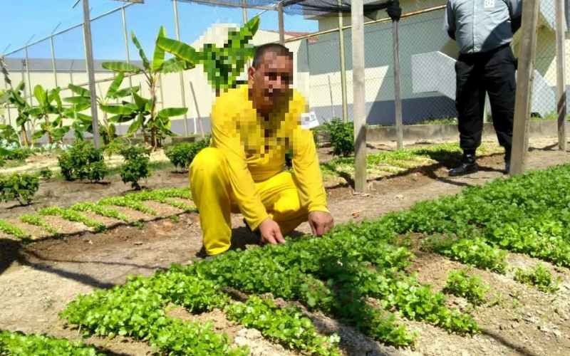 Cultivo de verduras e legumes no Compaj ajuda na ressocialização de detentos