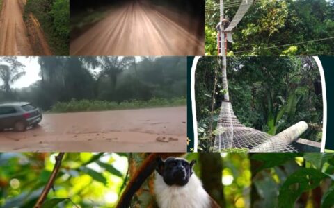 BR-319: estrada-parque pode garantir direito de ir e vir de pessoas e animais