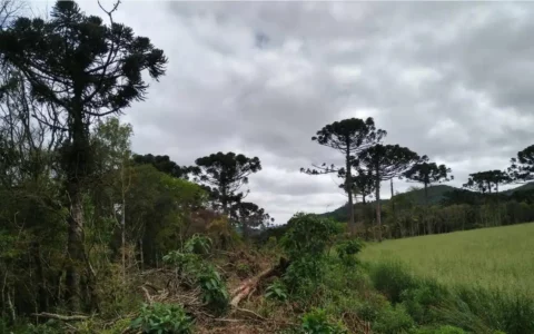 Mata Atlântica