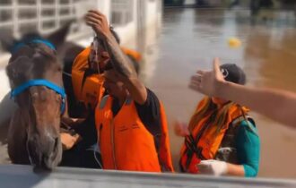 Mais de 11 mil animais afetados pelas enchentes no RS foram resgatados