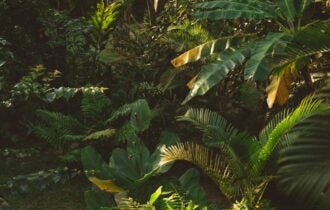 O Amazonas possui grandes áreas não habitadas; saiba o motivo