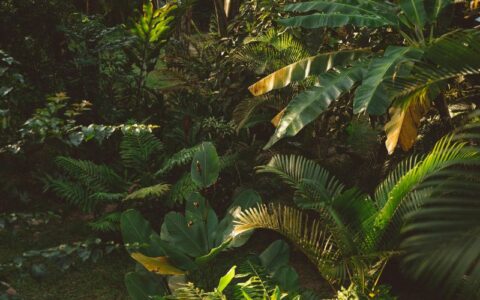 O Amazonas possui grandes áreas não habitadas; saiba o motivo