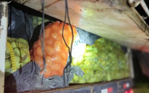Adaf apreende mais 7 toneladas de frutos proibidos no Amazonas