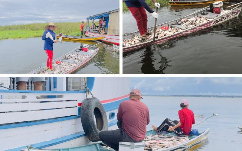Dia do Pescador: conheça narrativas de pescadores do Amazonas