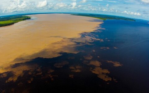 Fapeam é a 5ª agência de fomento no mundo que mais investe em pesquisas sobre a Amazônia