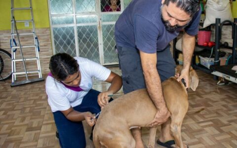 Saiba em quais unidades de saúde de Manaus há atendimento antirrábico humano