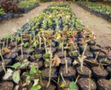 Mais de 647 mil mudas de plantas são disponibilizas para arborização em Manaus