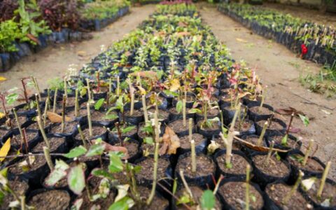 Mais de 647 mil mudas de plantas são disponibilizas para arborização em Manaus