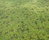 MPF recomenda regularizar terras da área de proteção Javari Buriti