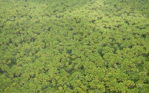 MPF recomenda regularizar terras da área de proteção Javari Buriti