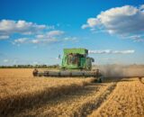 Brasil colheu 91,6% do milho verão da safra 2023/24, diz Conab; safrinha está 28% colhida