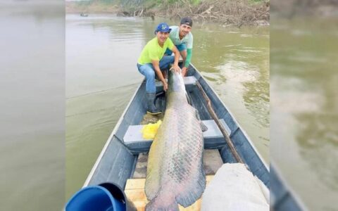 Irmãos fisgam pirarucu de 130 kg e 2 metros no interior do Acre