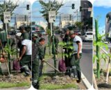 Prefeitura de Manaus realiza arborização e plantio em canteiro central da avenida Djalma Batista