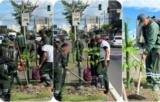 Prefeitura de Manaus realiza arborização e plantio em canteiro central da avenida Djalma Batista