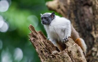 TCE-AM destaca apoio ao ICMBio na criação da Reserva para Sauim-de-Coleira